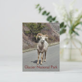 Bighorn Sheep Briefkaart (Staand voorkant)