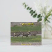 Bighorn Sheep Briefkaart (Staand voorkant)