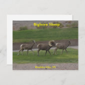 Bighorn Sheep Briefkaart (Voorkant / Achterkant)