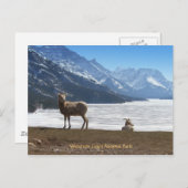 Bighorn Sheep Briefkaart (Voorkant / Achterkant)