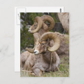 Bighorn Sheep Briefkaart (Voorkant / Achterkant)