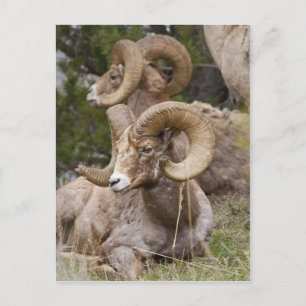 Bighorn Sheep Briefkaart