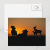Bighorn Sheep Briefkaart (Voorkant / Achterkant)