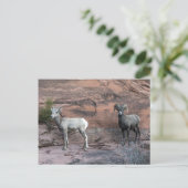 Bighorn Sheep Briefkaart (Staand voorkant)