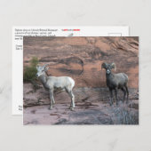 Bighorn Sheep Briefkaart (Voorkant / Achterkant)