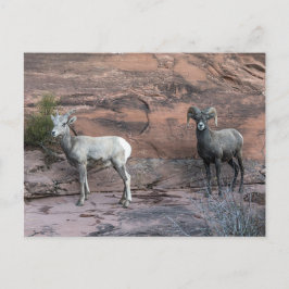 Bighorn Sheep Briefkaart