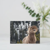 Bighorn Sheep - Canada Briefkaart (Staand voorkant)