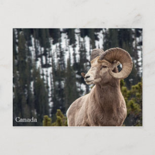 Bighorn Sheep - Canada Briefkaart