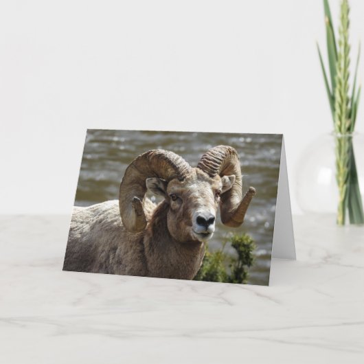 Bighorn Sheep Carte pour notes (Devant)