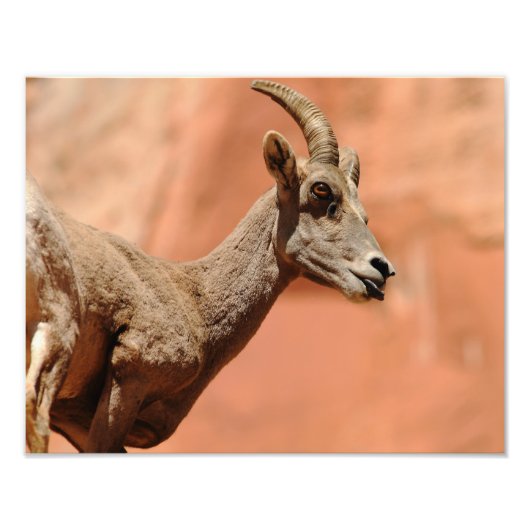 Bighorn Sheep Foto Afdruk (Voorkant)