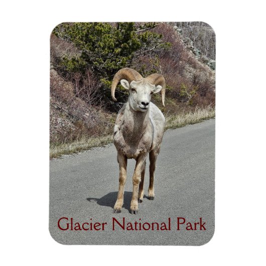 Bighorn Sheep Foto Magneet (Verticaal)