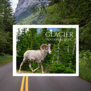 Bighorn Sheep, Glacier National Park, Montana Briefkaart