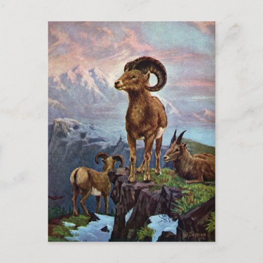 Bighorn Sheep Illustratie Briefkaart (Voorkant)