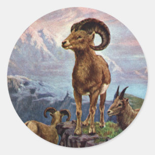 Bighorn Sheep Illustratie Ronde Sticker
