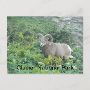 Bighorn Sheep in Glacier Natl Park Briefkaart