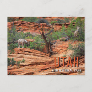 Bighorn Sheep in Zion National Park Briefkaart