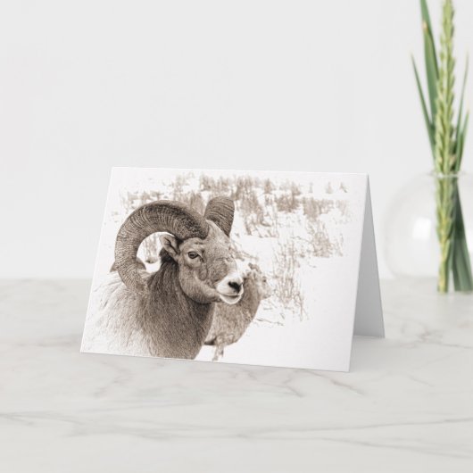 BigHorn Sheep Kaart (Voorkant)