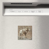 Bighorn Sheep Magnet Magneet (Insitu (Vaatwasser))