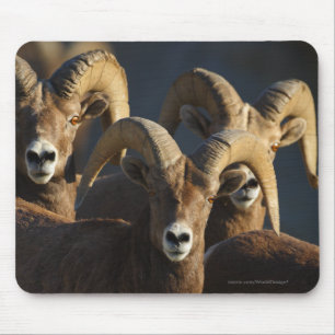 Bighorn Sheep Muismat