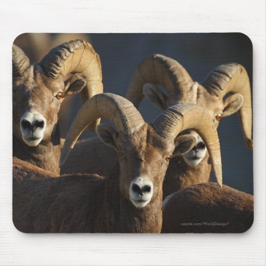 Bighorn Sheep Muismat (Voorkant)