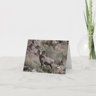 Bighorn Sheep notecards Kaart
