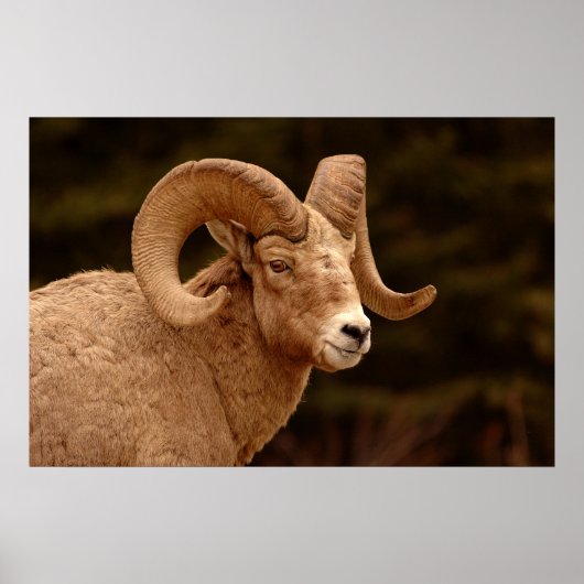 Bighorn Sheep Poster (Voorkant)