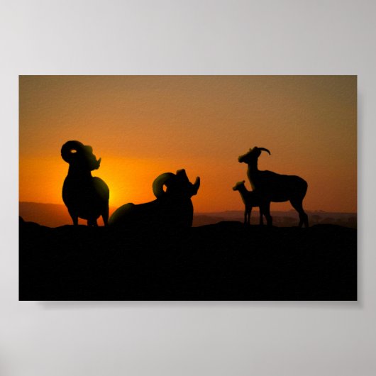 Bighorn Sheep Poster (Voorkant)