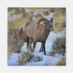 Bighorn Sheep Snow Photo Magneet