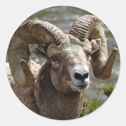 Bighorn Sheep Sticker (Voorkant)