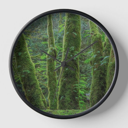 Bigleaf Maple Trees & Ferns | Staat Washington (Voorkant)