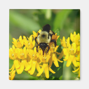 Bij die zich tegoed doet aan vlinderonkruid wilde magneet