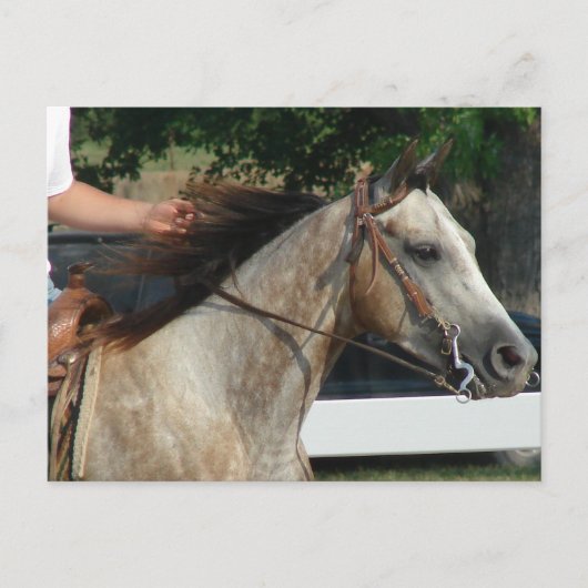 Bij het Show van de paarden Briefkaart (Voorkant)