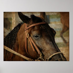 Bij het Show van de paarden Poster