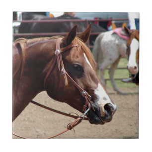 Bij het Show van de paarden Tegeltje