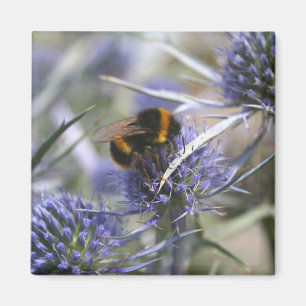 Bij in distel magneet