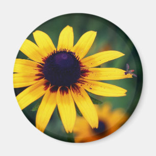 Bij op Black Eyed Susan Bloem Natuur Magneet