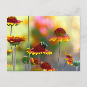 Bij op Gaillardia Briefkaart
