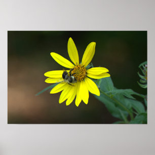 Bij op Geel Wilde Bloem Poster