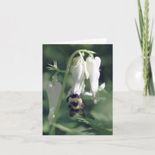 Bij op witte aquilegia bloem fotografie notitiekaartje