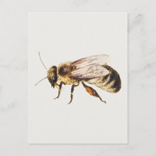 Bij van blad met studies van negen insecten briefkaart