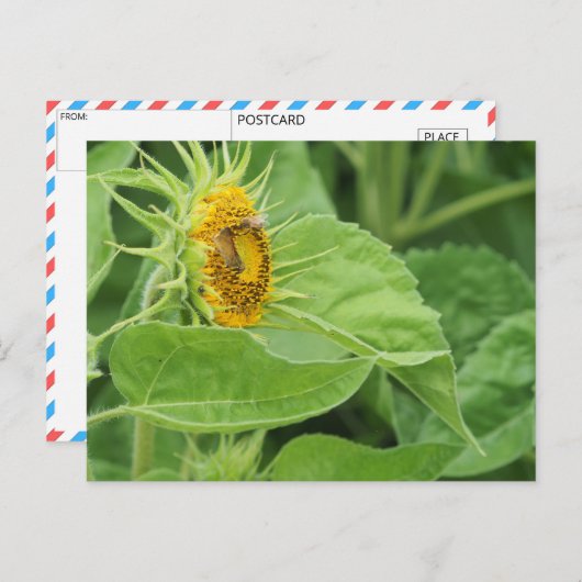 Bijen bestuiven zonnebloem briefkaart (Voorkant / Achterkant)
