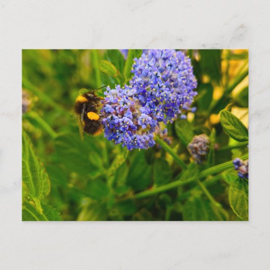 Bijen Briefkaart (Voorkant)
