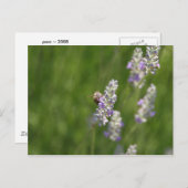 Bijen Briefkaart (Voorkant / Achterkant)