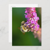Bijen Briefkaart (Voorkant / Achterkant)