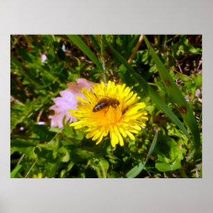 Bijen en andelion poster