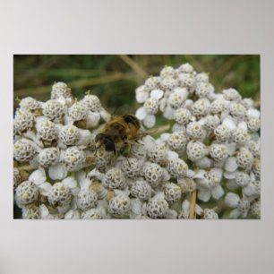 Bijen- en Bloemenposter Poster