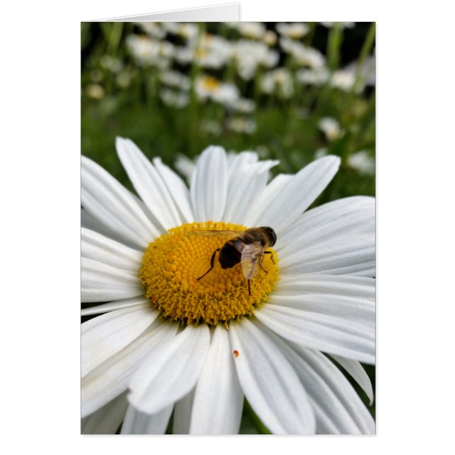 bijen en madeliefje (Voorkant)