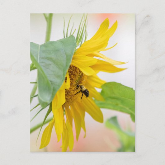 Bijen en zonnebloemen briefkaart (Voorkant)