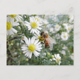 Bijen honingbijen Wildbloemen bloemen Daisies Foto Briefkaart