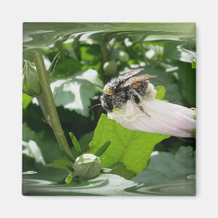Bijen in de zomer magneet